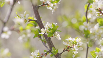 Spring blossom background. Beautiful spring flowers. White cherry flowers. Slow motion.
