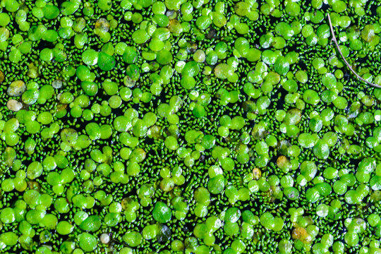 Spotless watermeal, rootless duckweed Wolffia arrhiza and duckweed Lemna turionifera
