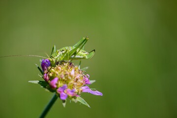 Insect on a flower