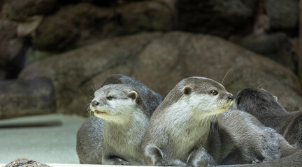 Several river otters run and scream on rocks