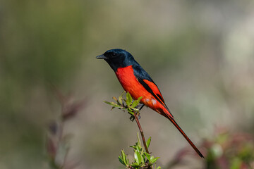 Longed-tailed minivet in Natural Habitat.