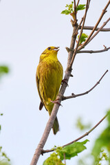 Yellowhammer bird sitting on a branch and sing (Emberiza citrinella)