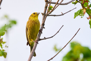 Yellowhammer bird sitting on a branch and sing (Emberiza citrinella)