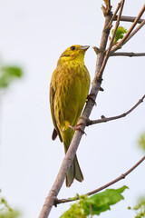 Yellowhammer bird sitting on a branch and sing (Emberiza citrinella)