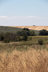 landscape of a cultivated field in Alentejo