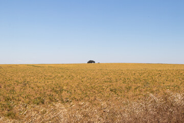 Alentejo yellow field with a lone tree in the middle