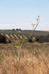 yellow flowers with a cultivated field in the background