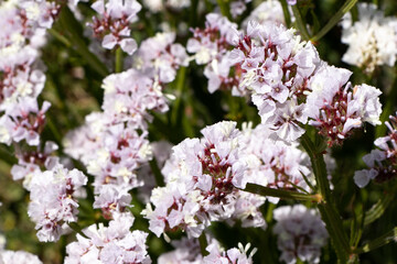 a bunch of white and pink flowers that are in a garden