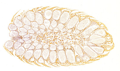 Histology of a young pine cone, longitudinal section at 10X magnification showing internal structure, hematoxylin stain
