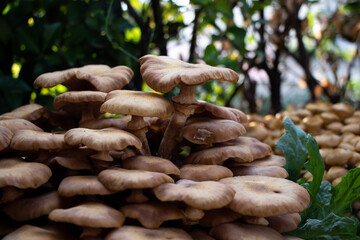 brown large mushrooms growing with other mushrooms in the background