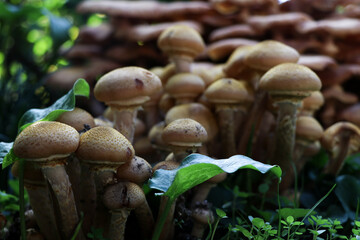 closeup of a group of mushrooms with a green leaf