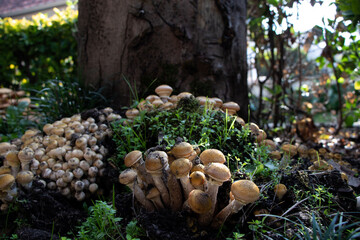 various groups of mushrooms growing near a tree