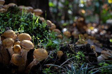 a group of mushrooms growing on the ground in the forest