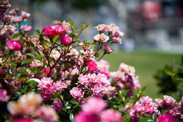 a bunch of pink flowers with a blurry background