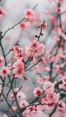 Pink Blossom Magnolia Serenade beauty