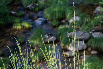a stream running through a rocky area with plants