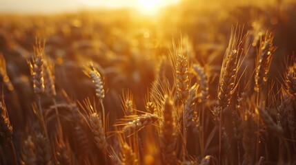 Wheat field on the background of sunset.
