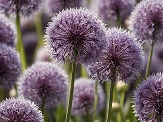 Vibrant purple allium blooms dance amidst golden flora in a sun-kissed summer garden