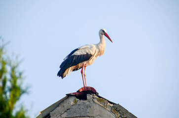 A stork stands in its nest, Builds the nest.