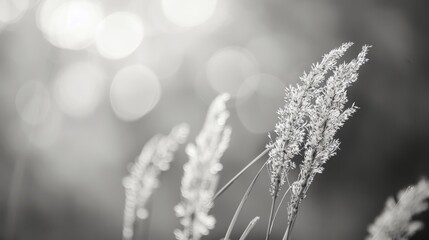 Smooth background with black and white reeds and grass. Shallow depth of field.