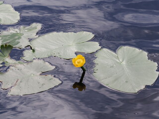 waterlily with reflection of clouds in the water