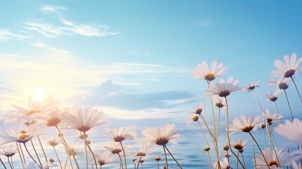 White Daisies Blooming in a Field of Blue Sky.