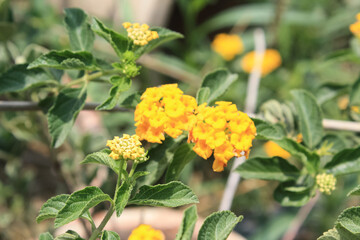 Lantana, shrub verbena, big-sage, korsu wiri, tickberry, West Indian lantana, umbelanterna, and Gu Phool