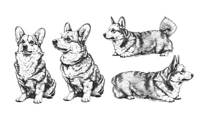 Illustration ink sketch vintage engraved isolated corgi dog set Welsh Pembroke background Korgi art, hand-drawn dog illustration, antique pet drawing, detailed corgi sketch