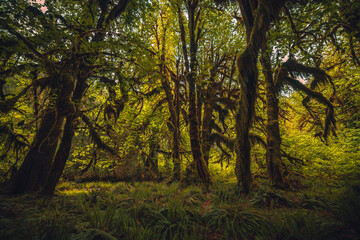morning in the forest