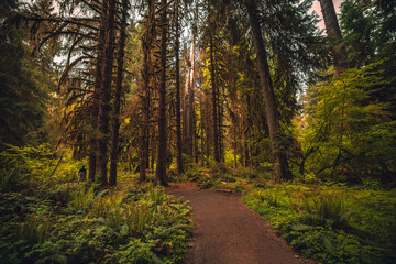 Naklejka premium path in the Hoh Rainforest