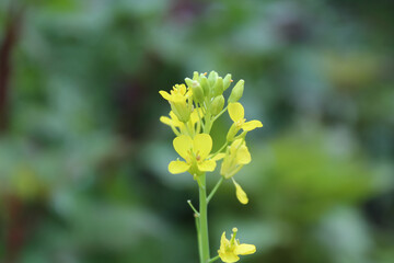 Brassica Yellow Lush flowers in a field