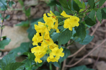 Tecoma, Yellow Bells, Esperanza, Trumpet Bush, Yellow elder, Trumpet flower, Yellow trumpetbush, Ginger-Thomas
