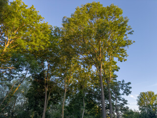 Tops of old high ash trees in evening light
