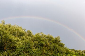 Rainbow above the willows tops against the cloudy sky