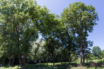 Old high ash trees in sunny summer day