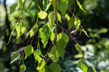 Birch branches hanging down on dark blurred background