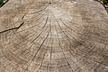 Fototapeta premium Cross section of ash trunk close-up in selective focus