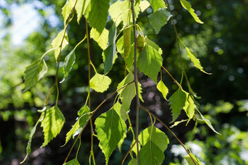 Birch branches hanging down on dark blurred background