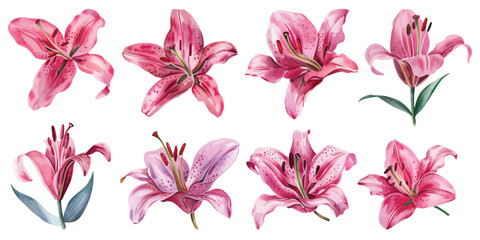 Set collection of beautiful pink lily floral flower wreath arrangements hand drawn watercolor design resources elements