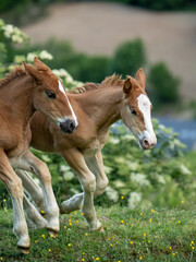 Young Foals Running in the Spring Field
