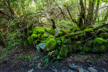 Camins del GR11 🇵🇱