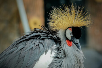 grey crowned crane