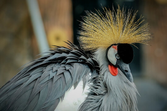 grey crowned crane