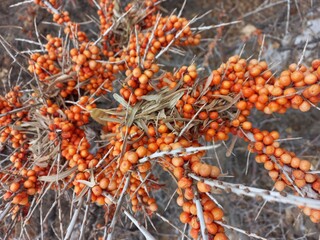 Sea buckthorn fruits