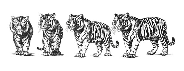 Vintage engrave isolated tiger illustration set, ink sketch rough sketch. Wild cat background bengal vector art, vintage tiger engraving, ink sketch tiger, wild cat background, bengal tiger art