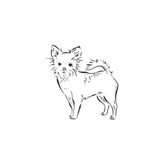 A chihuahua illustration in black and white sketch style. Canine handbag dog, cute illustration, drawn by hand in a sketch style.	