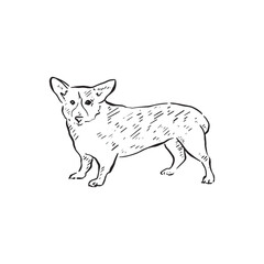 Obraz premium A corgi dog, drawn by hand in black and white. Line drawn in a sketch style. Famously the breed of dog as owned by the Queen of England. Regal vector.