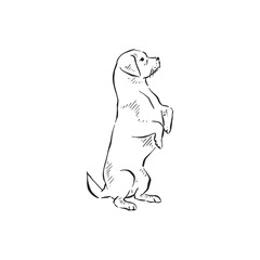 A rottweiler standing on his hind legs. Dog on back legs, standing. Black and white line drawing. Hand drawn and vectorised.	