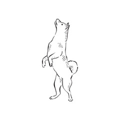 A husky dog on its hind legs facing left. Hand drawn in black and vectorised for a variety of uses.