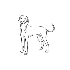 A black vector of a vizsla dog looking forward. Side profile short hair puppy. Canine sketch, Simple dog illustration. Hound doodle.
